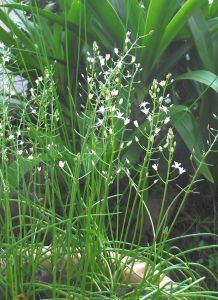 3 drimia flagellaris rod edwards 1R