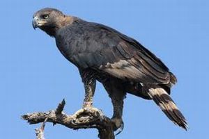 African Crowned Eagle (Stephanoaetus coronatus)