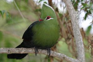 Knysna Turaco (Tauraco corythaix)