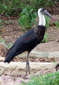 Woolly-necked Stork (Ciconia episcopus)