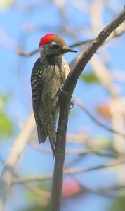 Cardinal Woodpecker Dendropicos fuscescens