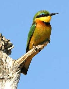 Little Bee-eater (Merops pusillus)