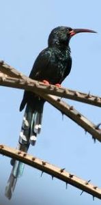 Green Wood-Hoopoe (Phoeniculus purpureus)