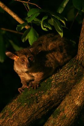 Bushbaby 1