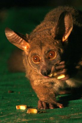 Bushbaby 2