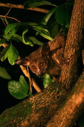 Bushbaby 3