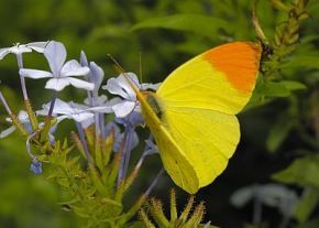 Butterfly-Eronia-leda-male