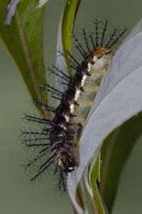 Phalanta larva