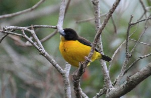 Dark-backed Weaver