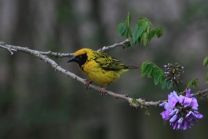 Southern Masked Weaver