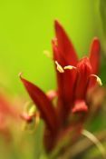 TOKSunbirdPlant1