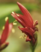 TOKSunbirdPlant2