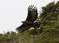 TOKEagle2
