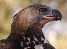 TOKEagle3
