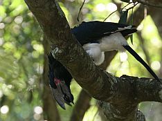 TOKTrumpeter1