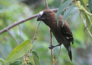 Thick-billed Weaver