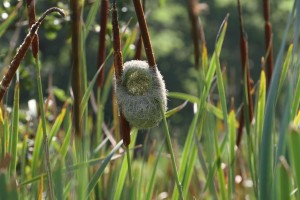 Thick-billed Weaver nest