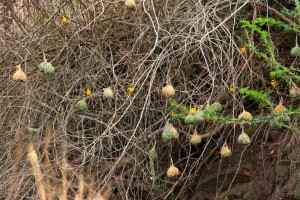 Village Weaver colony Molweni