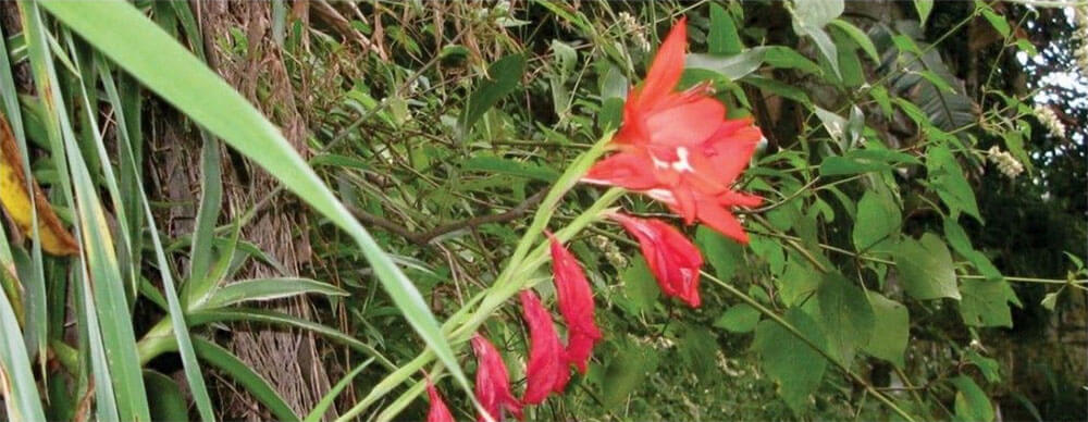 Blood-red Lily Gladiolus cruentus