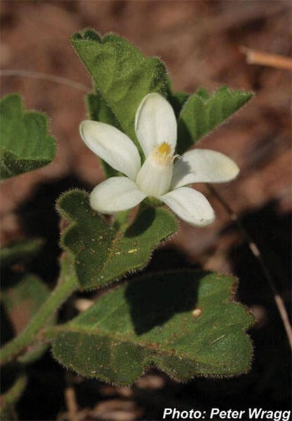 Turraea pulchella (Meliaceae)