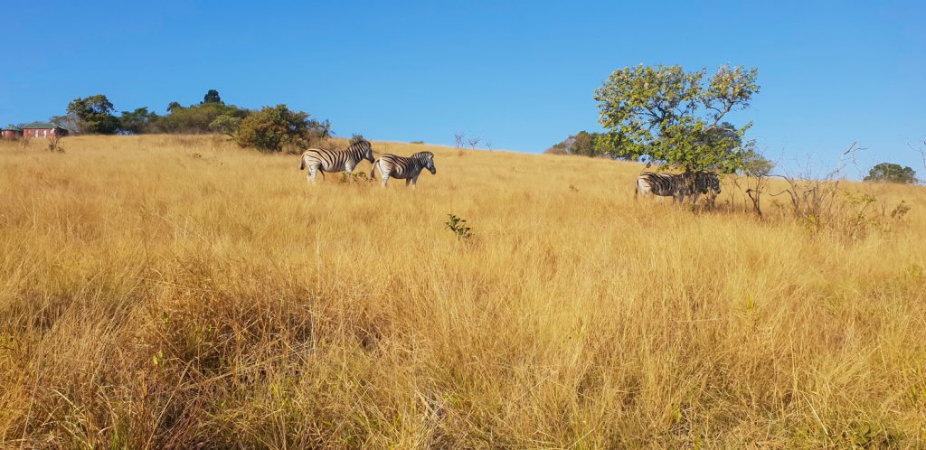 Krantzkloof Nature Reserve Uve Trail by Steve Woodhall